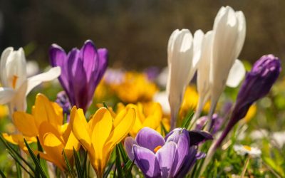 Chawton Hill Has A New Look