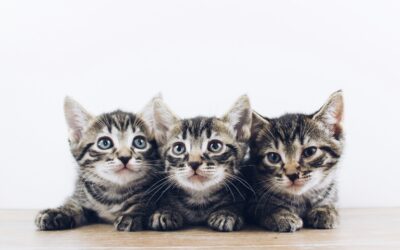Cats Protection – Store Signage and Branding Update